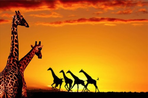 Tapeta ZR 0013 - Žirafy