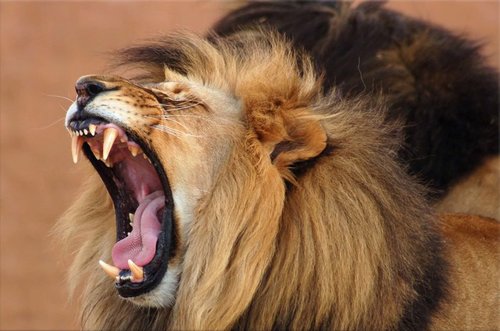 Tapeta ZR 0015 - Lev