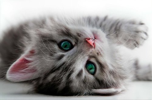 Tapeta ZR 0020 - Mačiatko