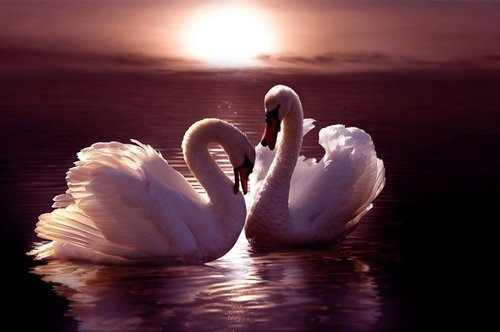 Tapeta ZR 0022 - Labute