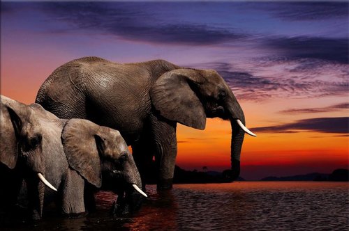 Tapeta ZR 0029 - Slony