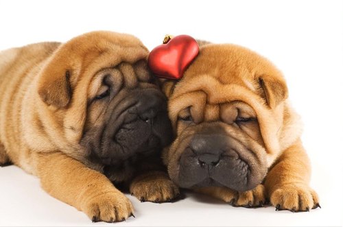 Tapeta ZR 0033 - Buldogy