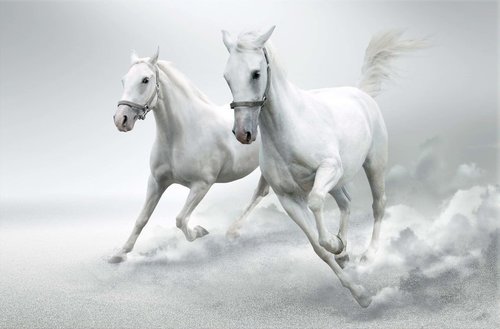 Tapeta ZR 0038 - Biele kone