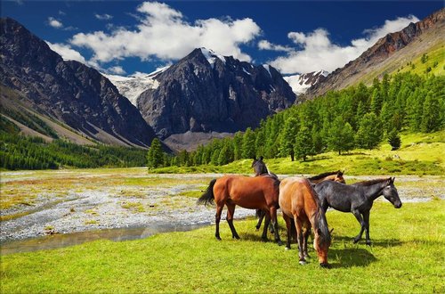 Tapeta ZR 0040 - Kone