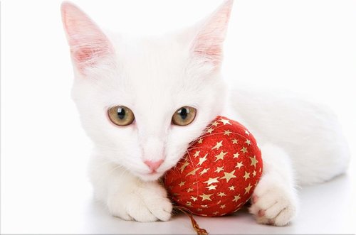 Tapeta ZR 0043 - Biela mačka