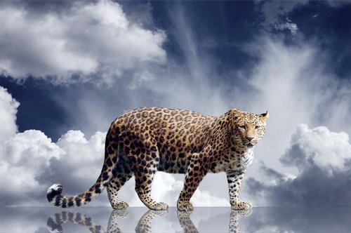 Tapeta ZR 0045 - Leopard