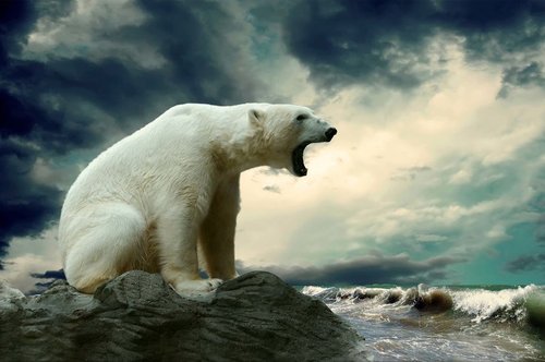 Tapeta ZR 0046 - Biely medveď