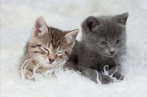 Tapeta ZR 0050 - Mačiatka