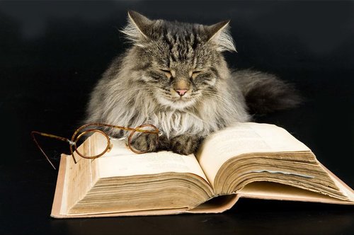 Tapeta ZR 0051 - Mačka s knihou