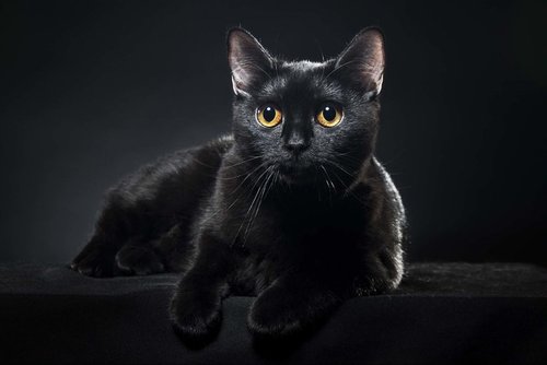 Tapeta Čierna mačka - ZR 0055