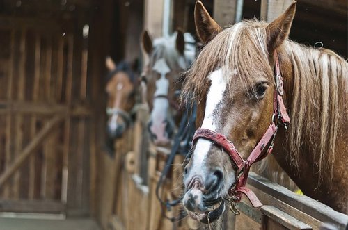 Tapeta Kone - ZR 0060