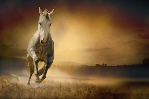 Tapeta Kôň - ZR 0061