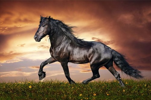 Tapeta Kôň ZR 0062