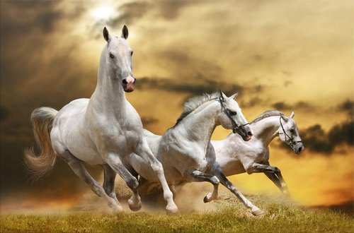 Tapeta Biele kone - ZR 0064