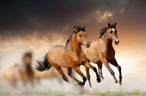 Hnedé kone - ZR 0065