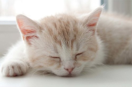 Tapeta Mačička - ZR 0069