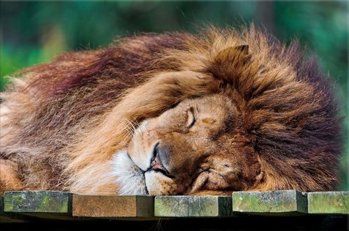 Tapeta Lev - ZR 0079