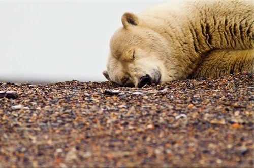 Tapeta Biely medveď - ZR 0080