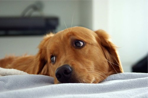 Tapeta Psík - ZR 0086