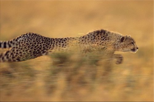 Tapeta Gepard - ZR 0088