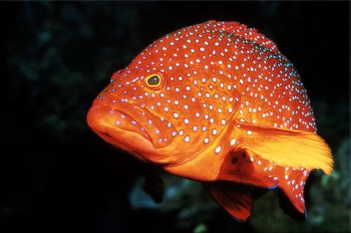 Tapeta Ryba - ZR 0089