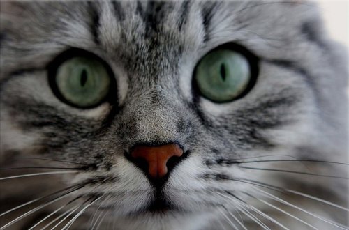 Tapeta Mačka - ZR 0091