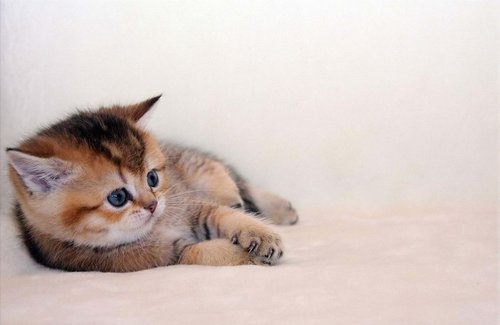 Tapeta Mačiatko - ZR 0092