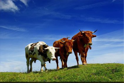 Tapeta Kravičky - ZR 0093