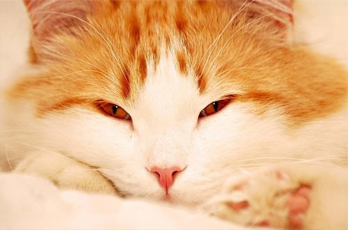 Tapeta Mačka -ZR 0095