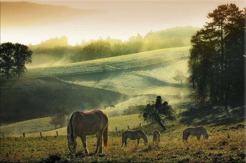 Tapeta Koníky - ZR 0099