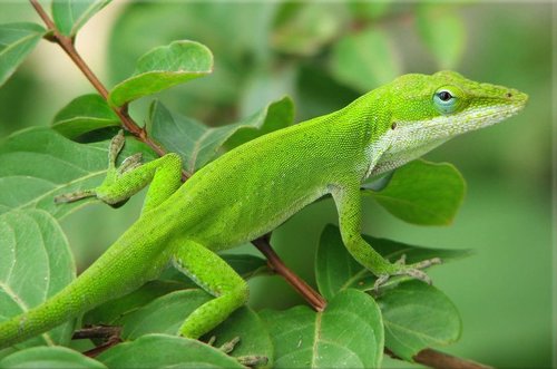 Tapeta Jašter - ZR 0100