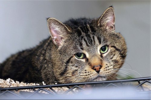 Tapeta Kocúr - ZR 0103