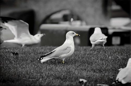 Tapeta Čajky - ZR 0108