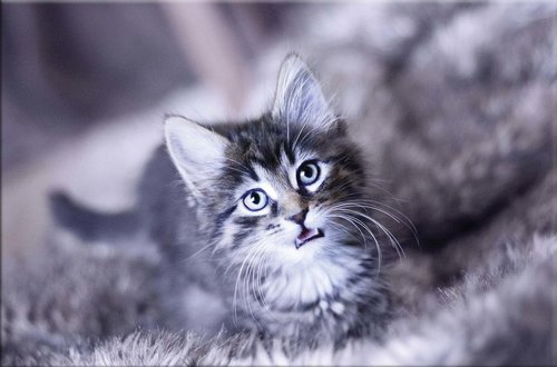 Tapeta Mačiatko - ZR 0110