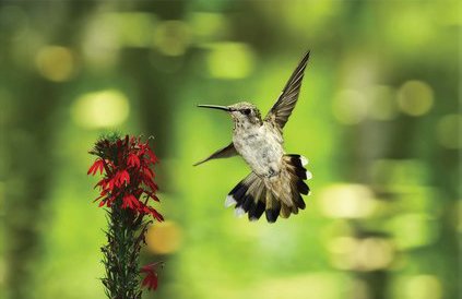 Tapeta Vtáčik - ZR 0111