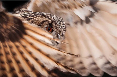 Tapeta Sova - ZR 0112