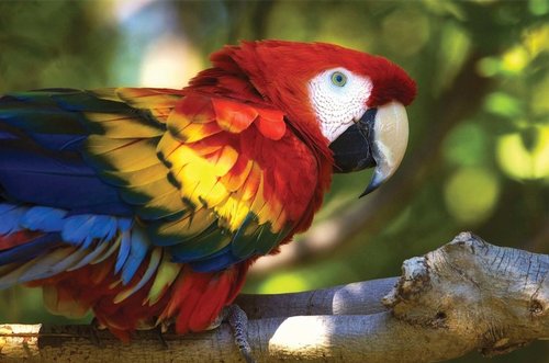 Tapeta Papagáj - ZR 0117