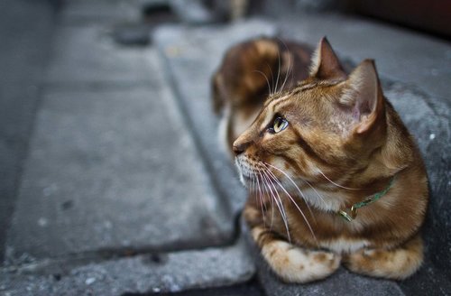 Tapeta Kocúr - ZR 0119