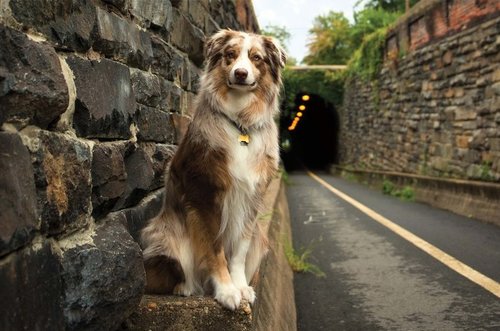 Tapeta Psík - ZR 0120