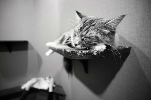 Tapeta Mačka - ZR 0121