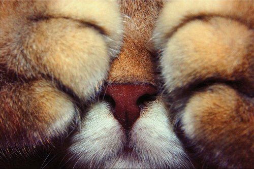 Tapeta Labky - ZR 0125