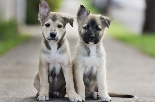 Tapeta Šteniatka - ZR 0129