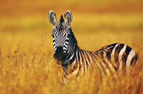 Tapeta Zebra - ZR 0131