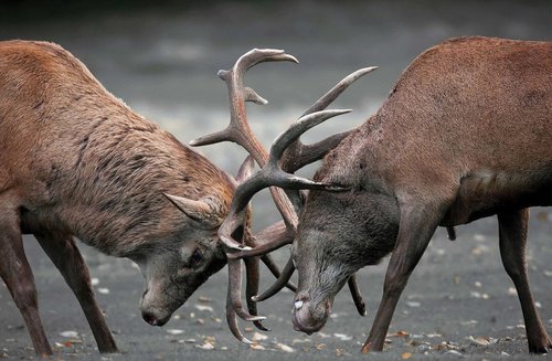 Tapeta Jelene - ZR 0132