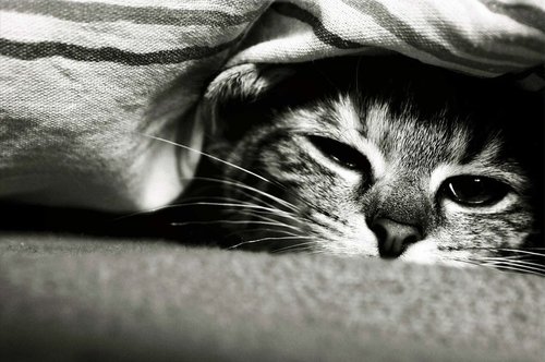 Tapeta Mačka - ZR 0134