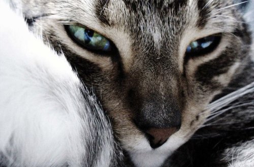 Tapeta Kocúr - ZR 0136