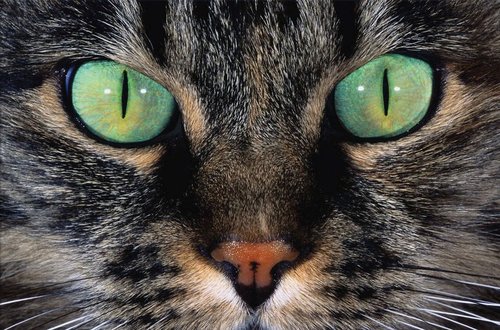 Tapeta Kocúr - ZR 0137