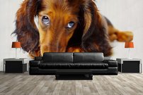 Tapeta ZR 0006 - Psík