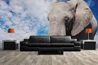 Tapeta ZR 0010 - Slon