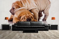 Tapeta ZR 0019 - Buldogy